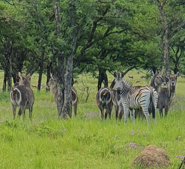 20 Bedroom Property for Sale in Estcourt Rural KwaZulu-Natal