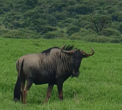20 Bedroom Property for Sale in Estcourt Rural KwaZulu-Natal