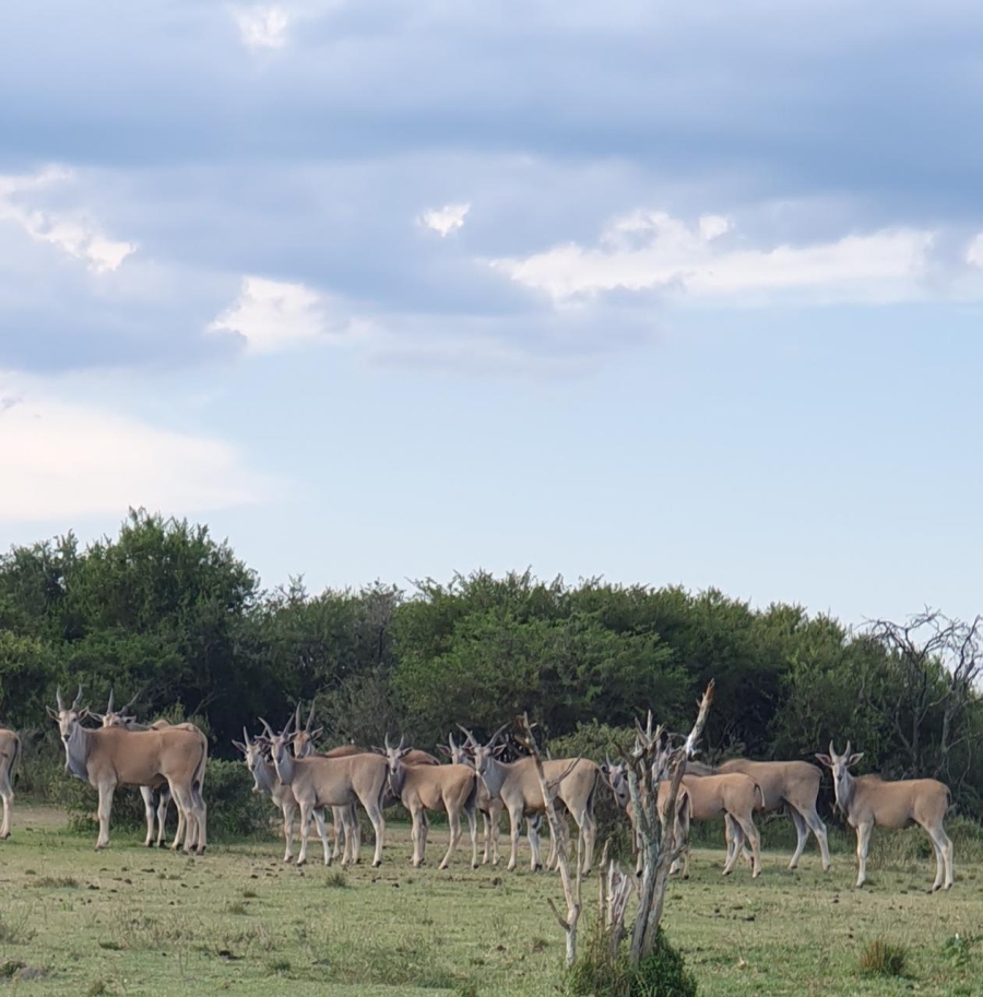20 Bedroom Property for Sale in Estcourt Rural KwaZulu-Natal