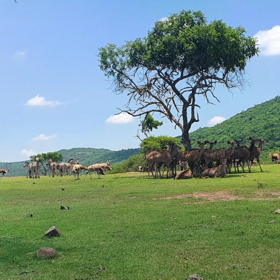 20 Bedroom Property for Sale in Estcourt Rural KwaZulu-Natal