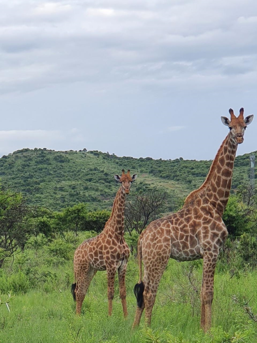20 Bedroom Property for Sale in Estcourt Rural KwaZulu-Natal
