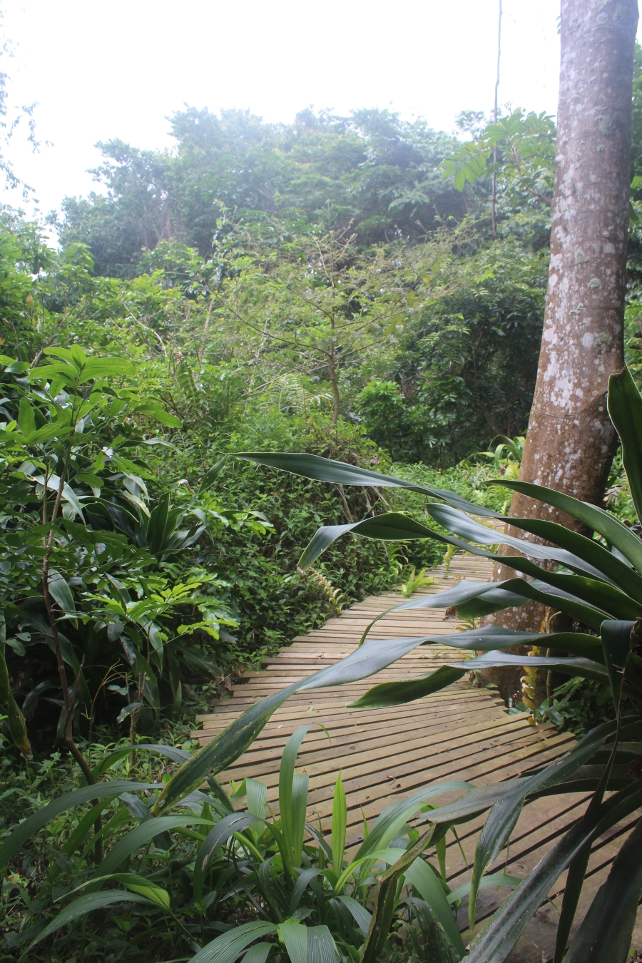 4 Bedroom Property for Sale in Elaleni Coastal Forest Estate KwaZulu-Natal