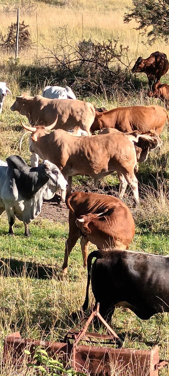 Commercial Property for Sale in Newcastle Rural KwaZulu-Natal