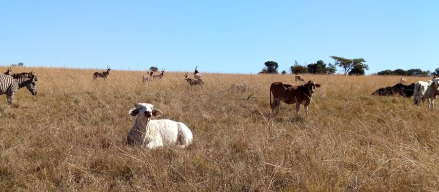 Commercial Property for Sale in Newcastle Rural KwaZulu-Natal