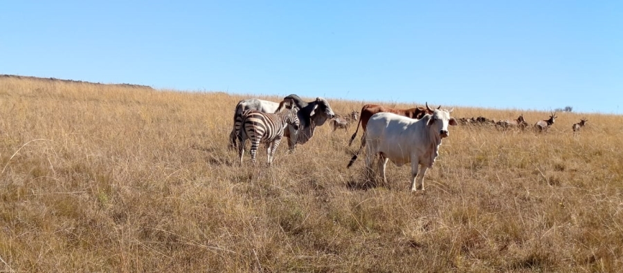 Commercial Property for Sale in Newcastle Rural KwaZulu-Natal