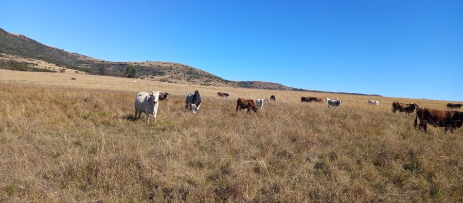 Commercial Property for Sale in Newcastle Rural KwaZulu-Natal