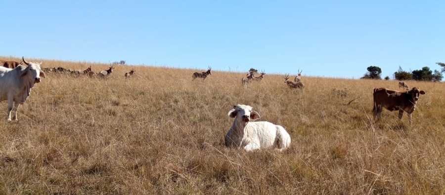 Commercial Property for Sale in Newcastle Rural KwaZulu-Natal