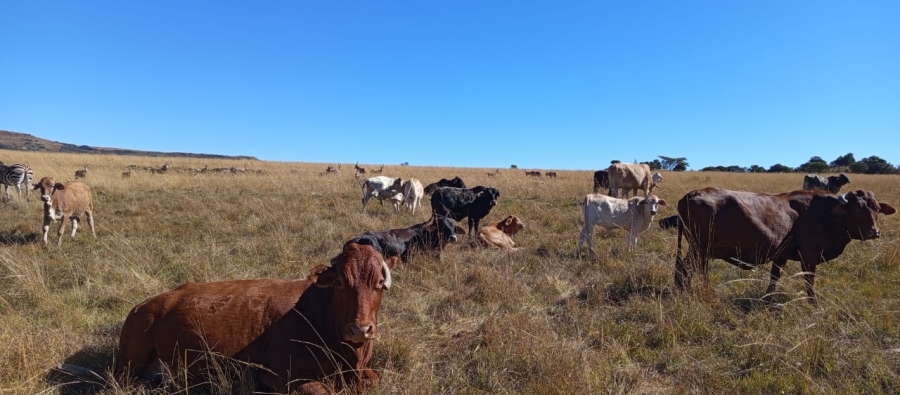 Commercial Property for Sale in Newcastle Rural KwaZulu-Natal