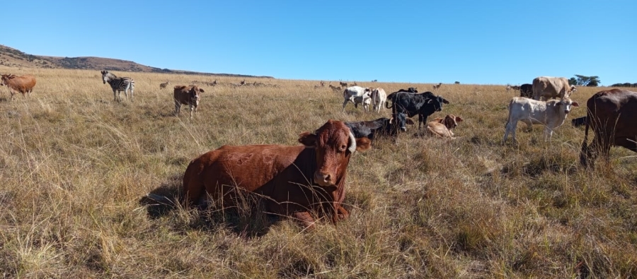 Commercial Property for Sale in Newcastle Rural KwaZulu-Natal