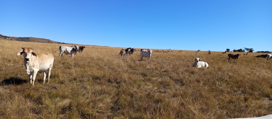 Commercial Property for Sale in Newcastle Rural KwaZulu-Natal