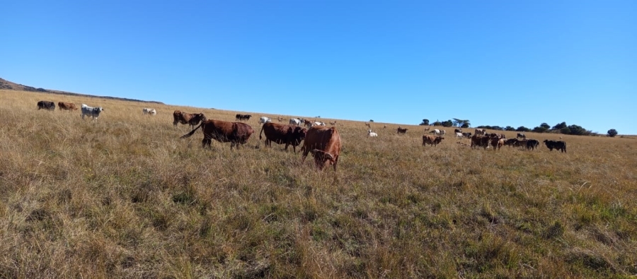 Commercial Property for Sale in Newcastle Rural KwaZulu-Natal