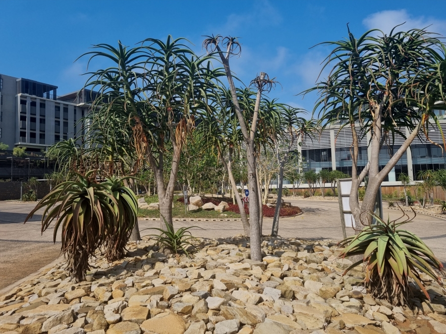 To Let 2 Bedroom Property for Rent in Sibaya Precinct KwaZulu-Natal