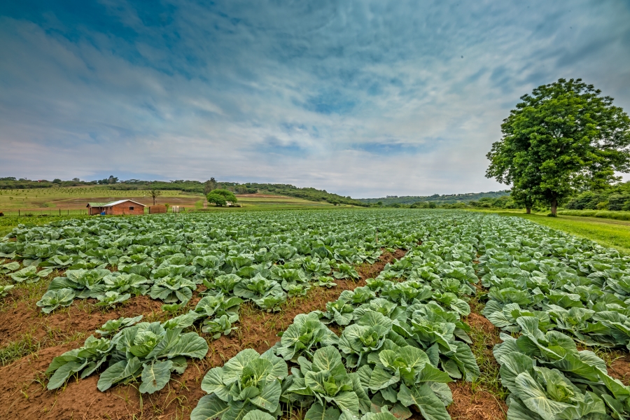 Commercial Property for Sale in Albert Falls KwaZulu-Natal