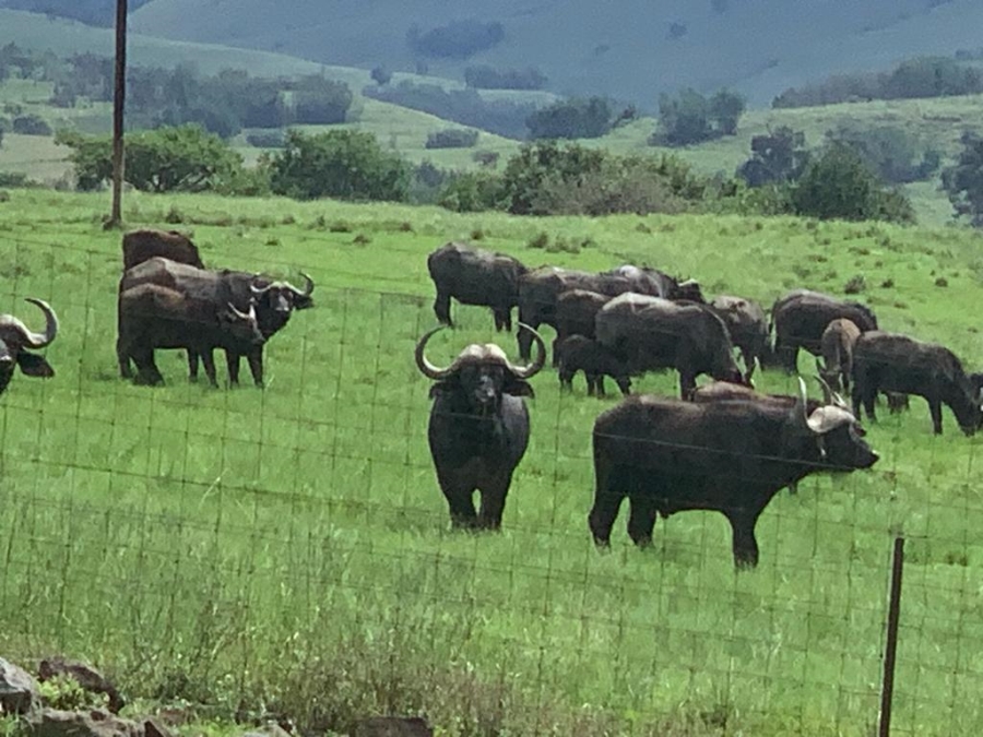 40 Bedroom Property for Sale in Estcourt Rural KwaZulu-Natal