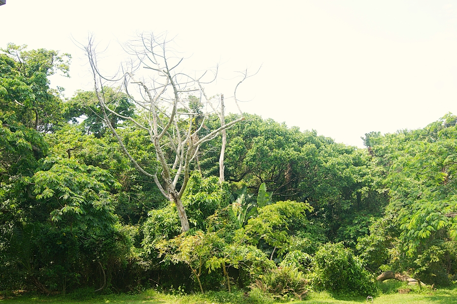 5 Bedroom Property for Sale in Prince