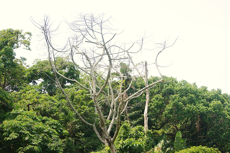 5 Bedroom Property for Sale in Prince