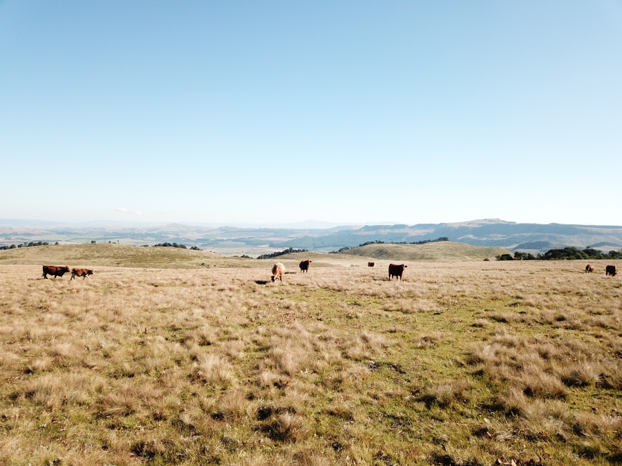 0 Bedroom Property for Sale in Dargle KwaZulu-Natal