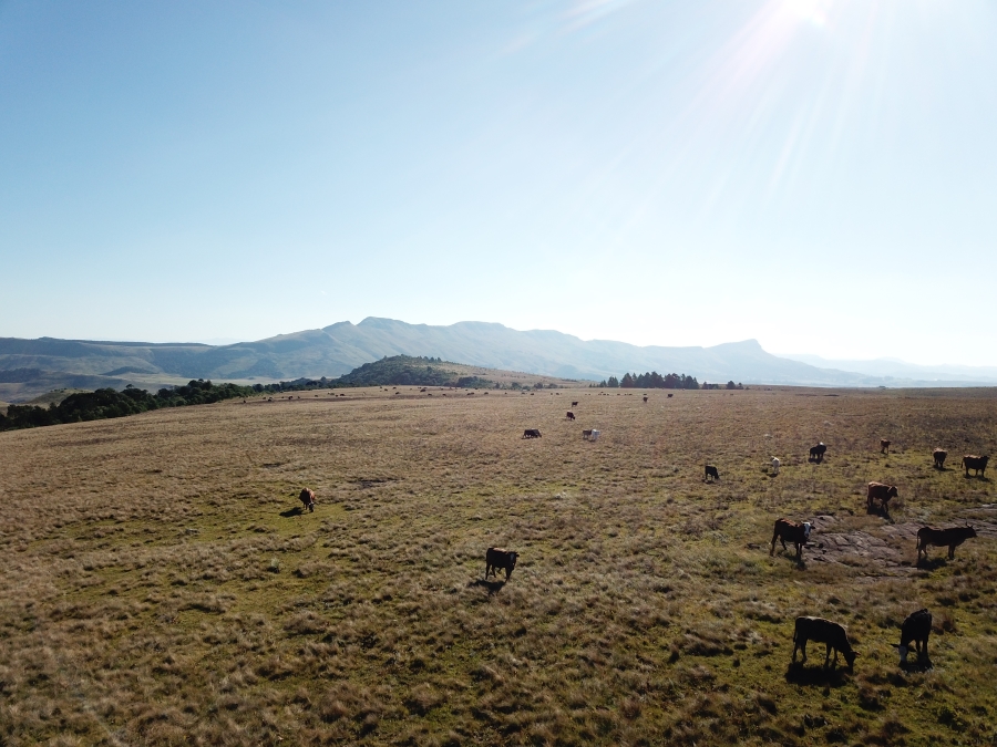 0 Bedroom Property for Sale in Dargle KwaZulu-Natal