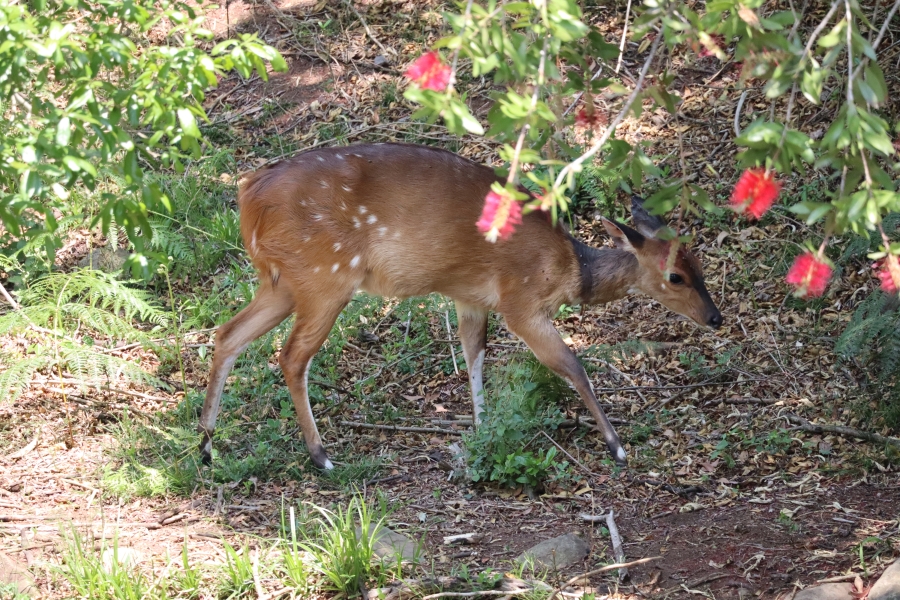 3 Bedroom Property for Sale in Karkloof Estate KwaZulu-Natal