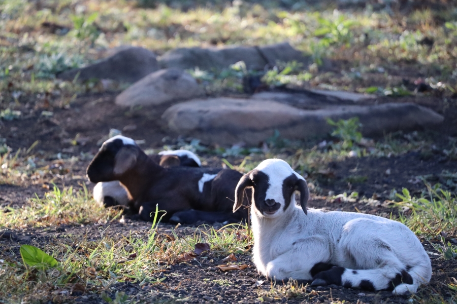 3 Bedroom Property for Sale in Karkloof Estate KwaZulu-Natal