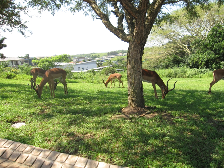 4 Bedroom Property for Sale in Palm Lakes Estate KwaZulu-Natal