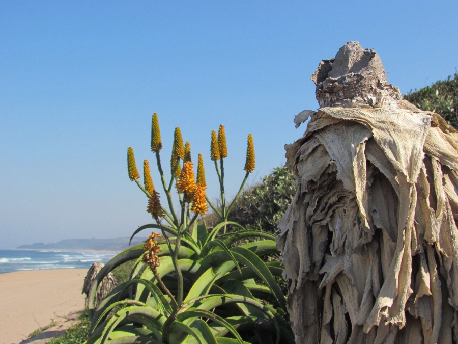 0 Bedroom Property for Sale in Zinkwazi Beach KwaZulu-Natal