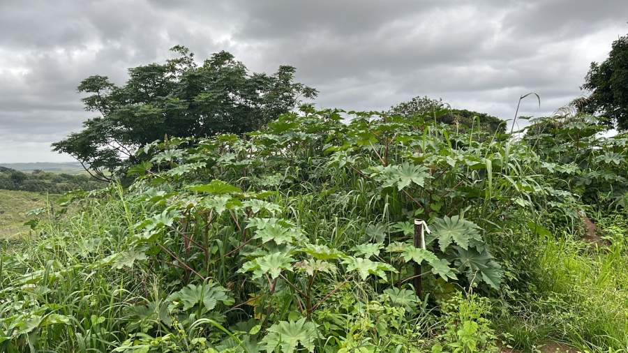 0 Bedroom Property for Sale in Ballito Central KwaZulu-Natal