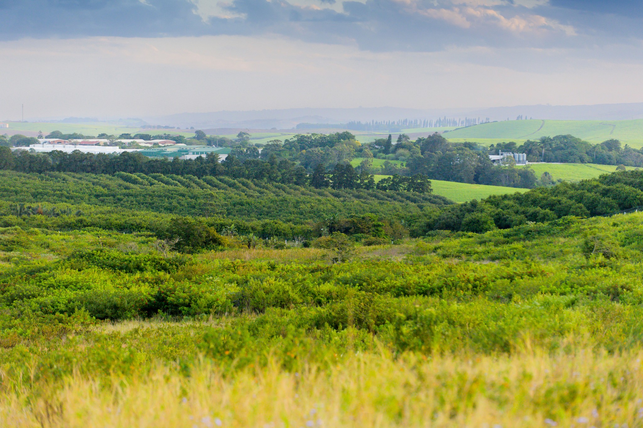 0 Bedroom Property for Sale in Lalela Estate KwaZulu-Natal