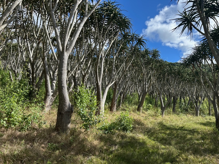 10 Bedroom Property for Sale in Mid-Illovo KwaZulu-Natal