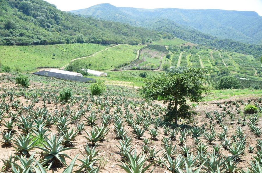 10 Bedroom Property for Sale in Mid-Illovo KwaZulu-Natal