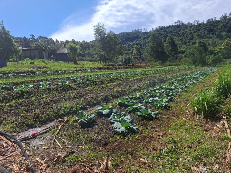 10 Bedroom Property for Sale in Byrne KwaZulu-Natal