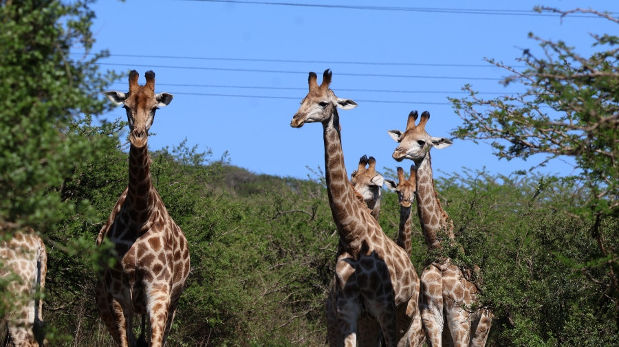 4 Bedroom Property for Sale in Intaba Ridge Secure Eco Estate KwaZulu-Natal