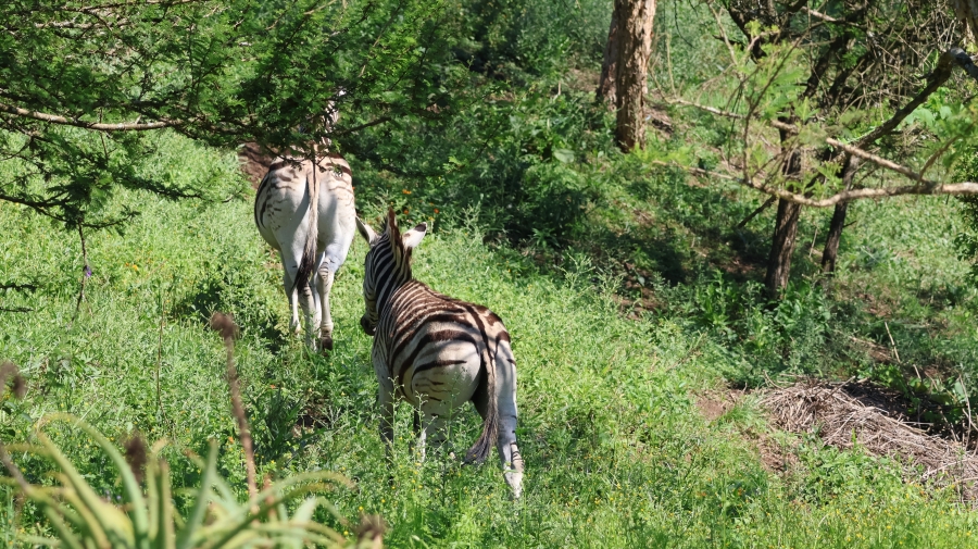 4 Bedroom Property for Sale in Intaba Ridge Secure Eco Estate KwaZulu-Natal