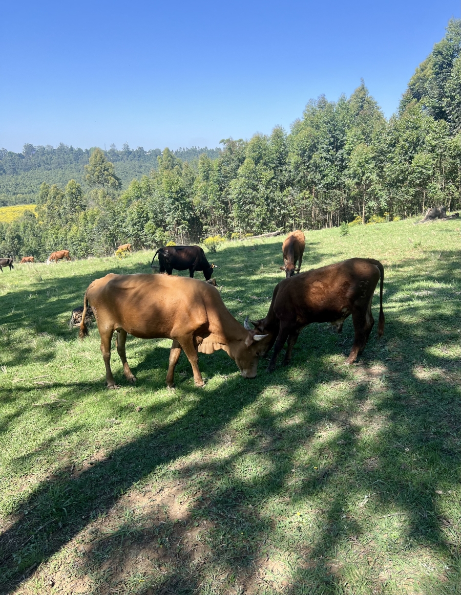 0 Bedroom Property for Sale in Winterskloof KwaZulu-Natal