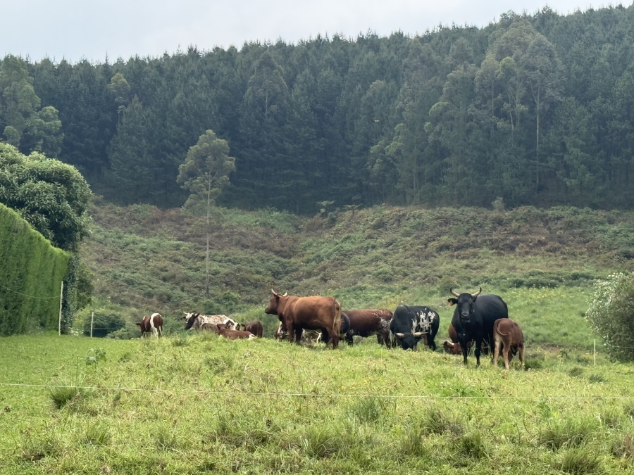 3 Bedroom Property for Sale in St Johns Village KwaZulu-Natal