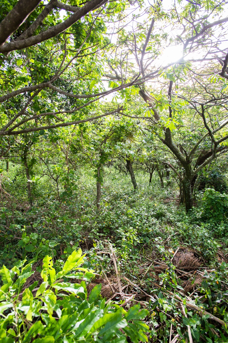 3 Bedroom Property for Sale in Zululami Coastal Estate KwaZulu-Natal