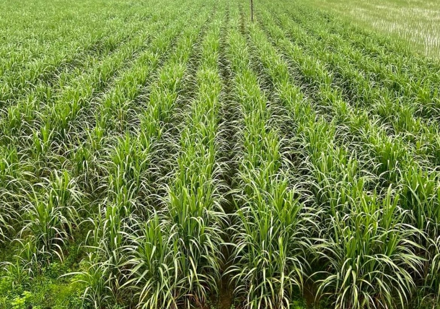 0 Bedroom Property for Sale in Empangeni Rural KwaZulu-Natal