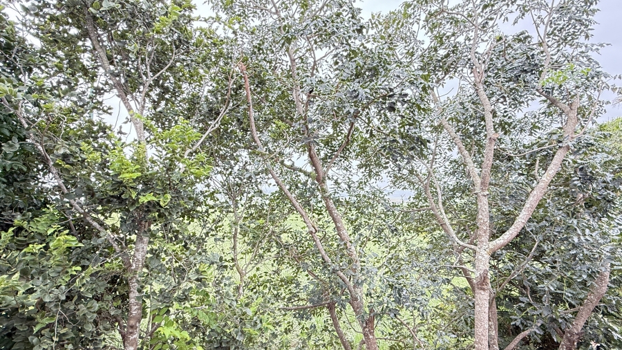 1 Bedroom Property for Sale in Ballitoville KwaZulu-Natal