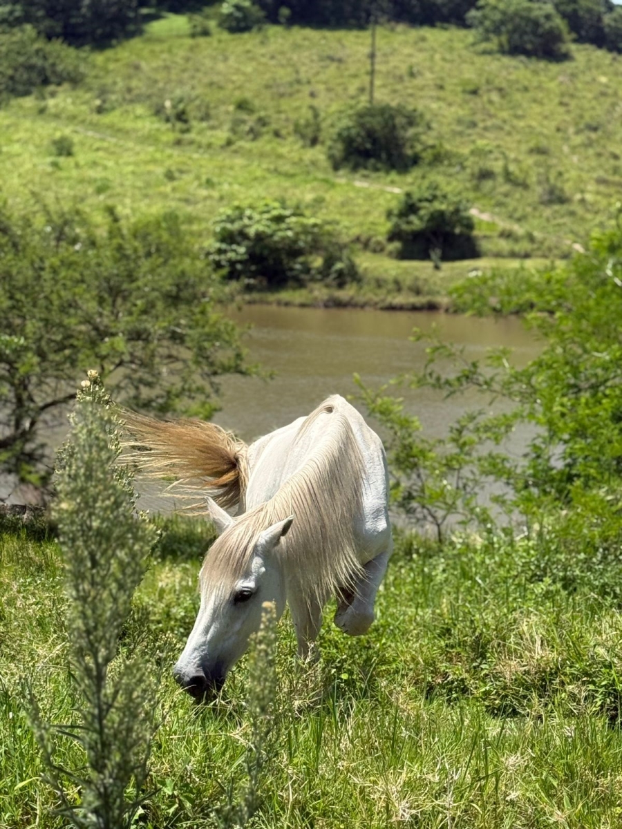 0 Bedroom Property for Sale in Salt Rock KwaZulu-Natal