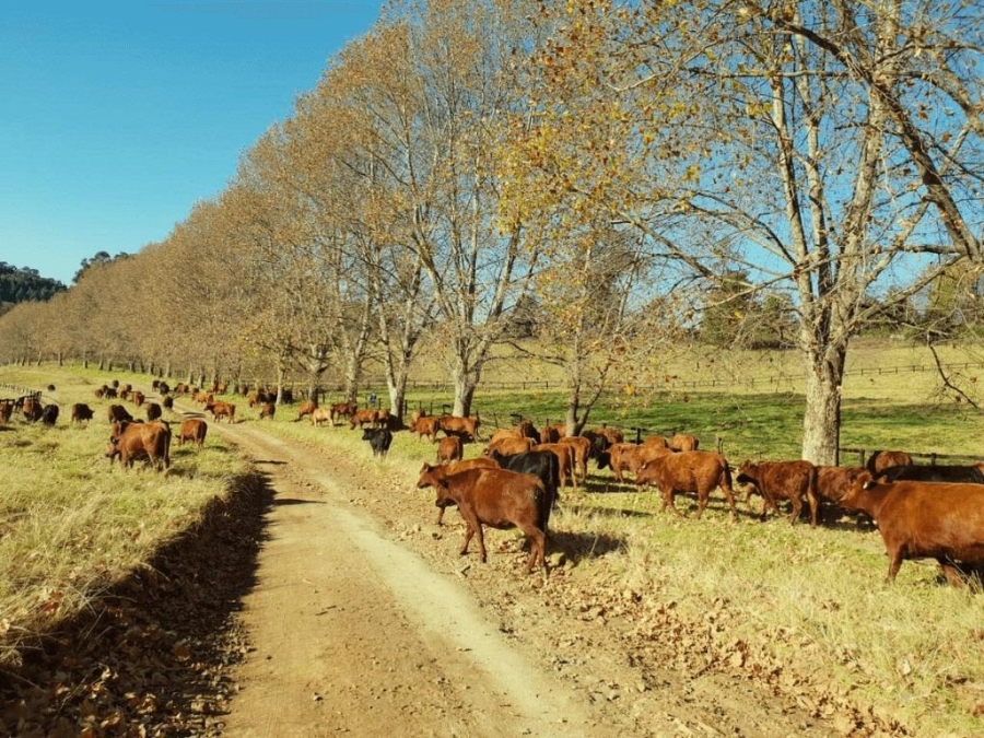 0 Bedroom Property for Sale in Nottingham Road KwaZulu-Natal