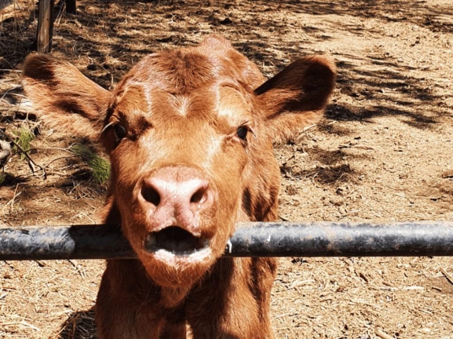 0 Bedroom Property for Sale in Nottingham Road KwaZulu-Natal