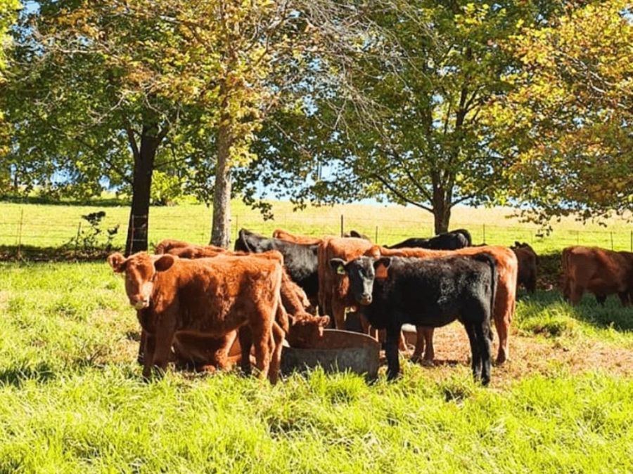 0 Bedroom Property for Sale in Nottingham Road KwaZulu-Natal