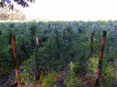 3 Bedroom Property for Sale in Muden KwaZulu-Natal