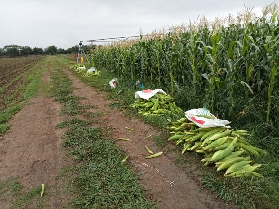 4 Bedroom Property for Sale in Weenen KwaZulu-Natal