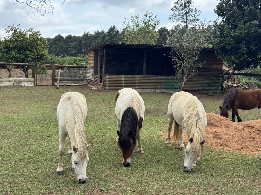 4 Bedroom Property for Sale in Bishopstowe KwaZulu-Natal