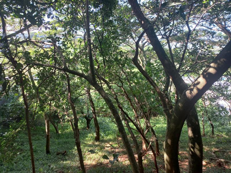 0 Bedroom Property for Sale in Simbithi Eco Estate KwaZulu-Natal