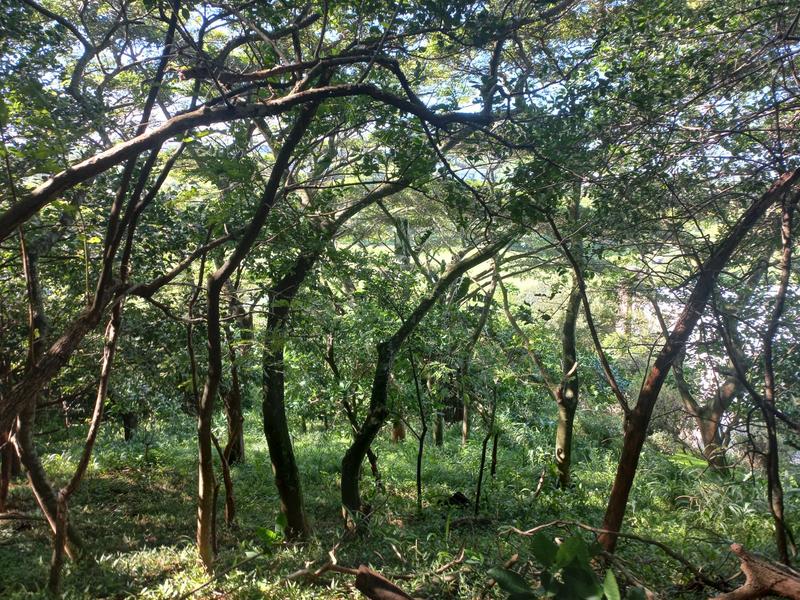 0 Bedroom Property for Sale in Simbithi Eco Estate KwaZulu-Natal