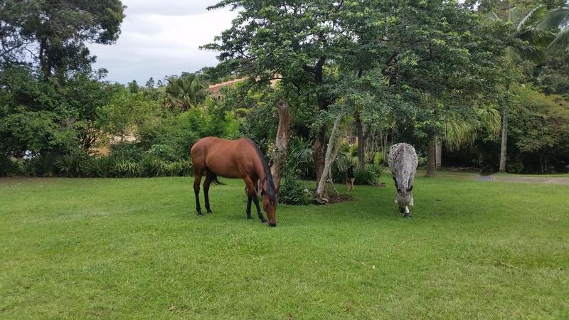 6 Bedroom Property for Sale in Margate KwaZulu-Natal