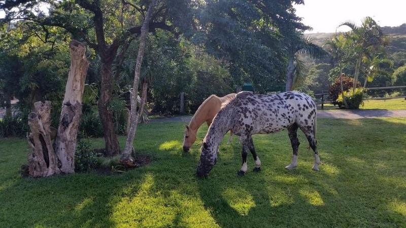 6 Bedroom Property for Sale in Margate KwaZulu-Natal