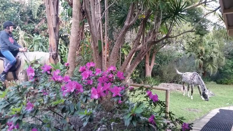 6 Bedroom Property for Sale in Margate KwaZulu-Natal